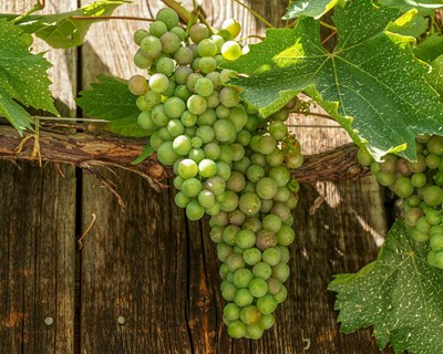 XI Encontros Vínicos do Vinho Verde estão de volta a 20 de Maio
