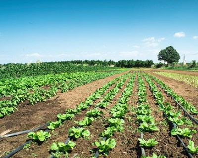 XIII Congresso da Agricultura dos Açores acontece em novembro