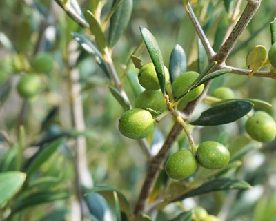 Xylella fastidiosa pode causar um impacto de até 17 000 milhões de euros no olival espanhol