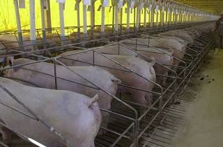 Espanha aumenta Exportações de carne de porco
