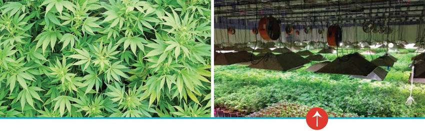 Cultivo de Cannabis