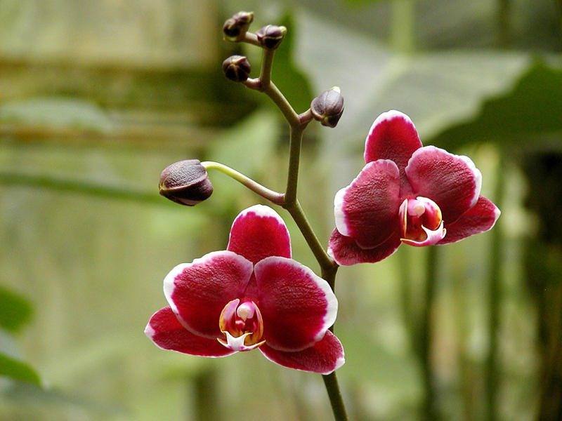 orquidea