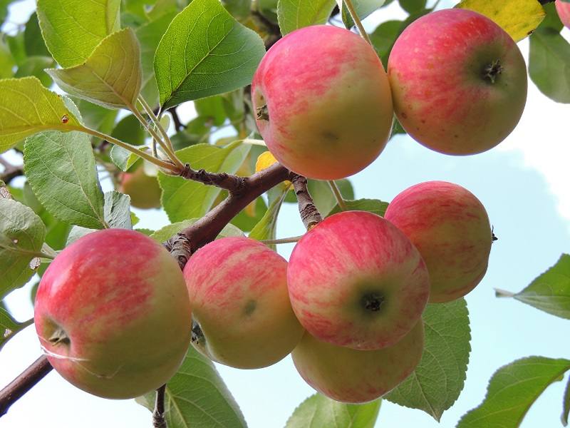 macas
