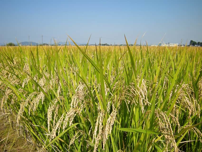arroz