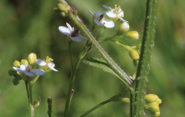 crambe