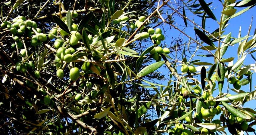 xylella