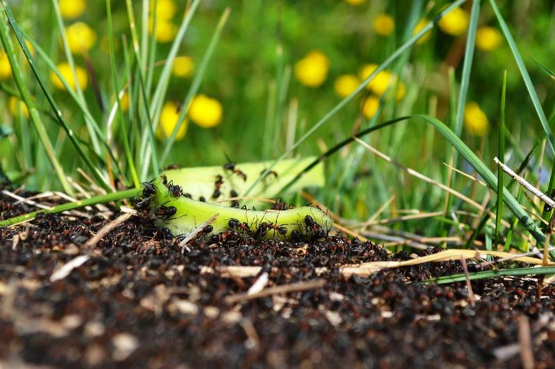 pesticidas