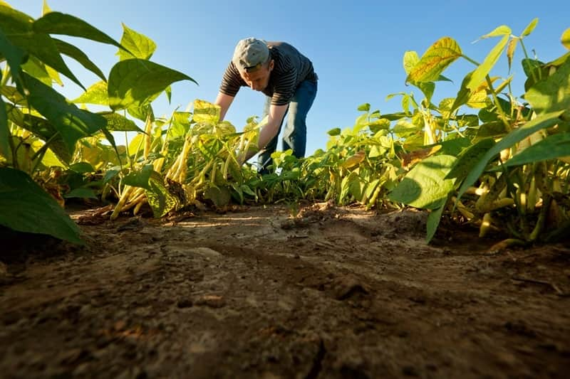 agricultura