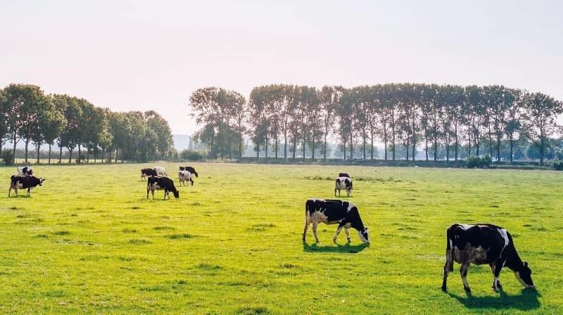 agricultura