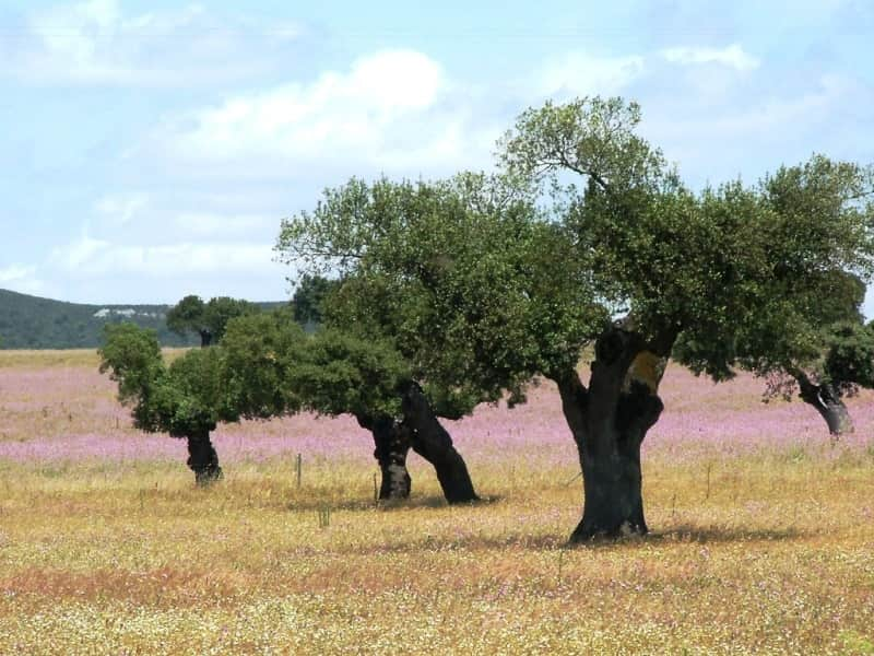 sobreiros