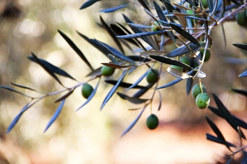 Xylella fastidiosa 