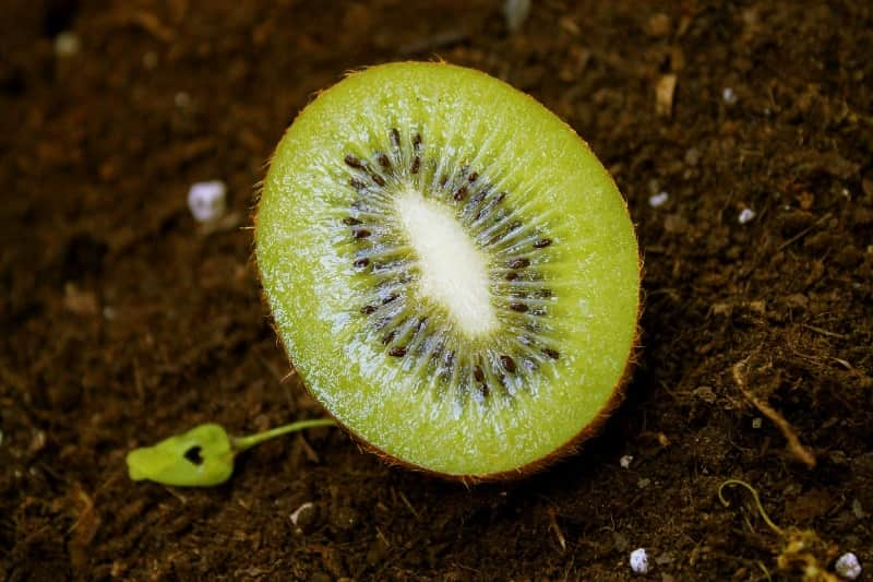 kiwi