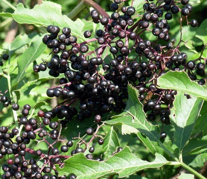 sambucus