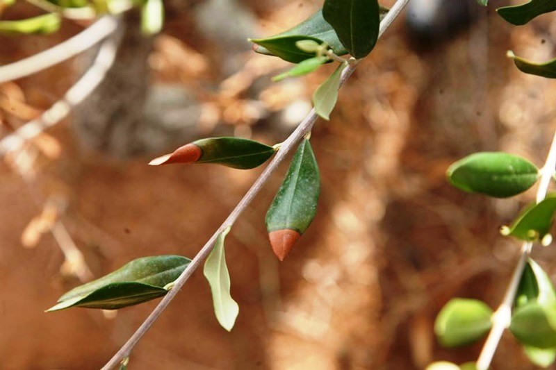 xylella