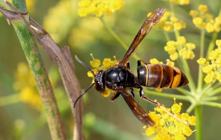 vespa velutina