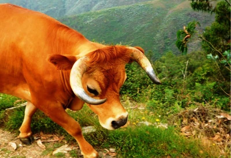 arouquesa
