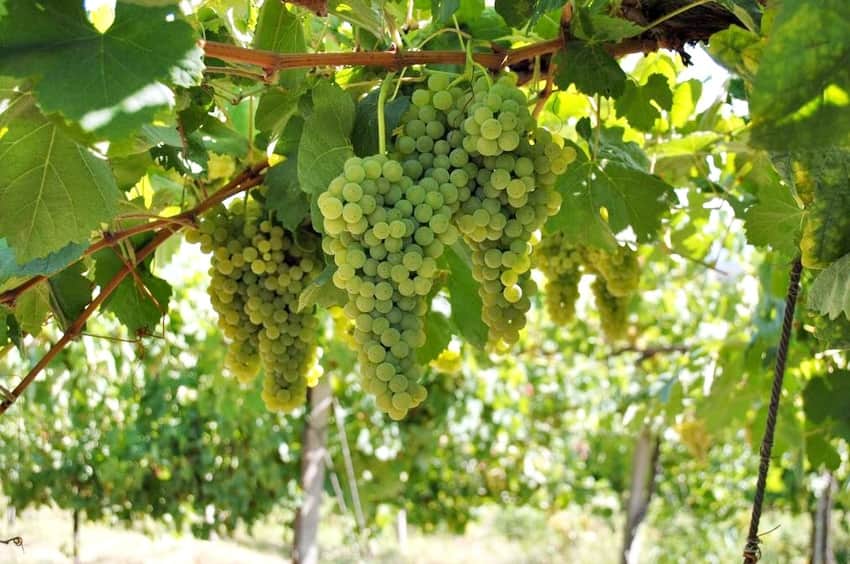 vinho verde