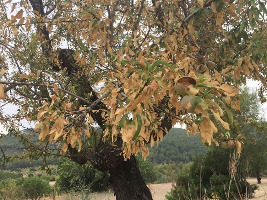 xylella