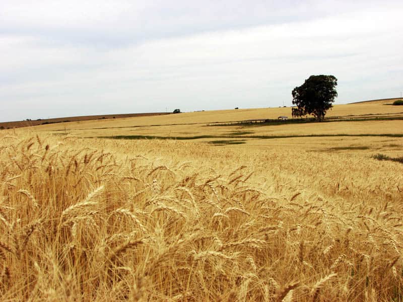 cereais