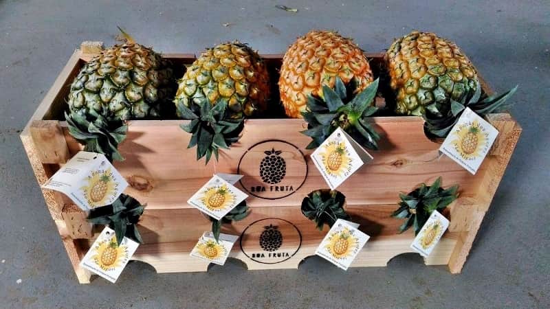 ananas