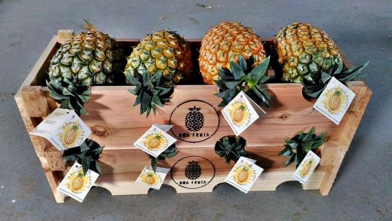 ananas 