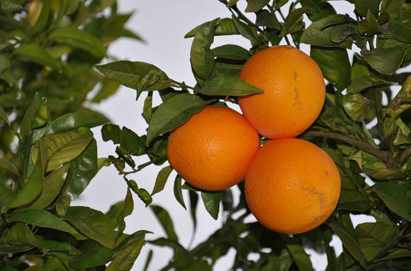 laranja