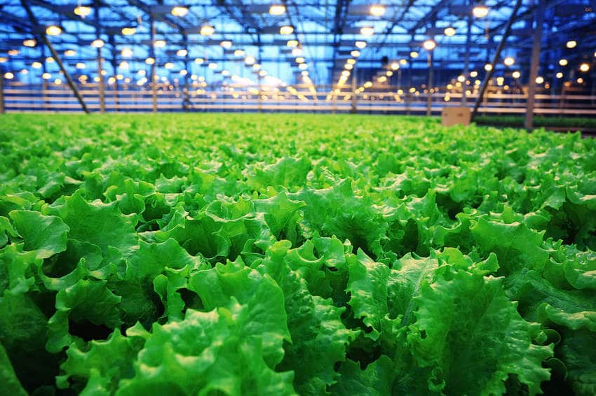 agroindustria