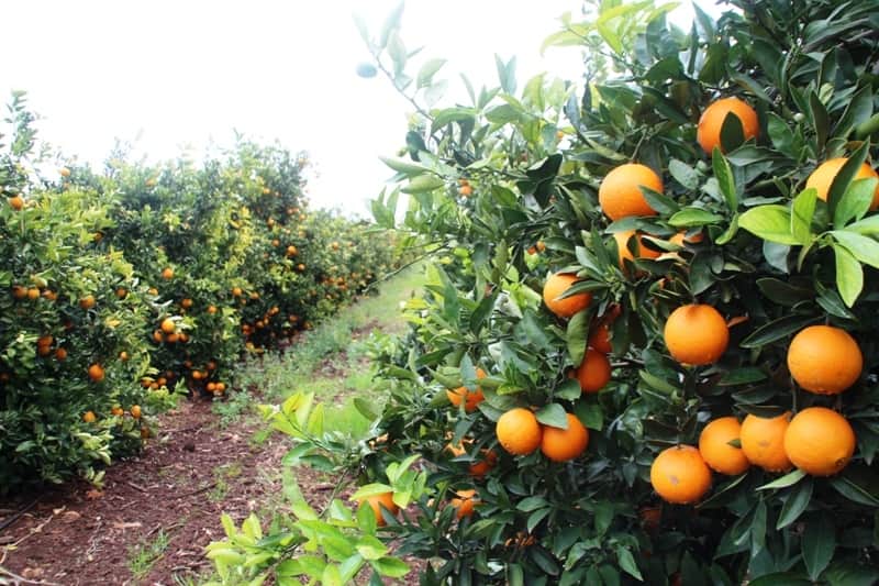 laranjas