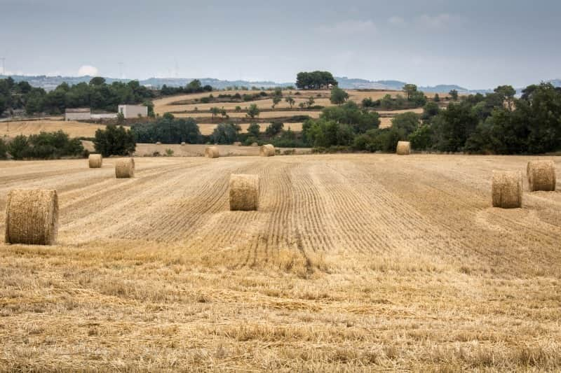 agricultura 