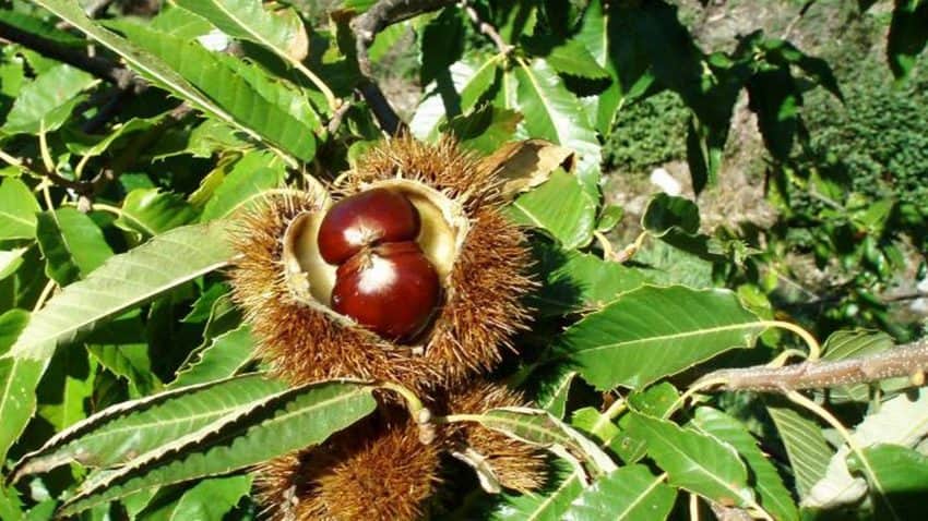 castanheiro