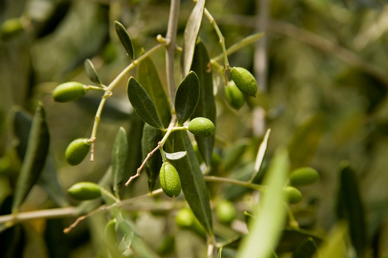 oliveira