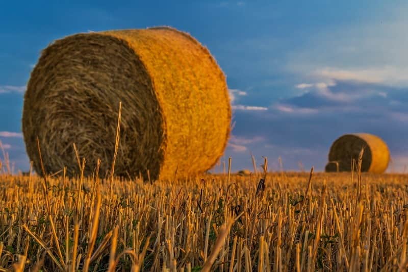 agricultura