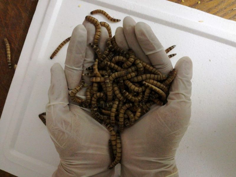 insecta