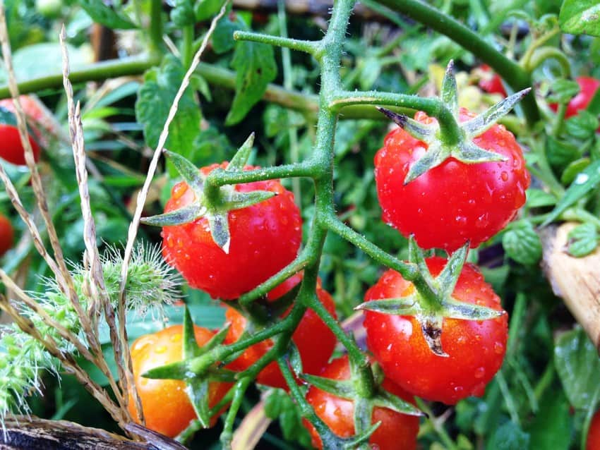 agricultura