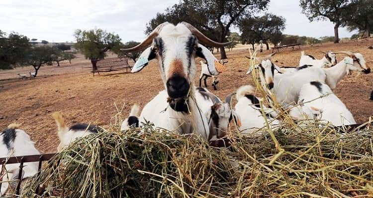 cabras sapadoras 