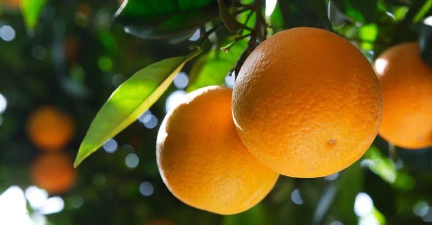 laranja bate recorde