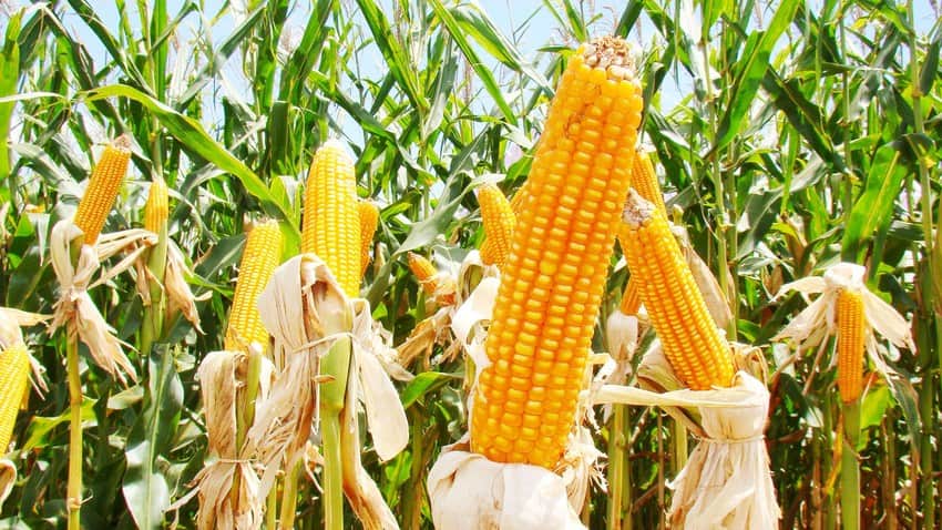dias do campo
