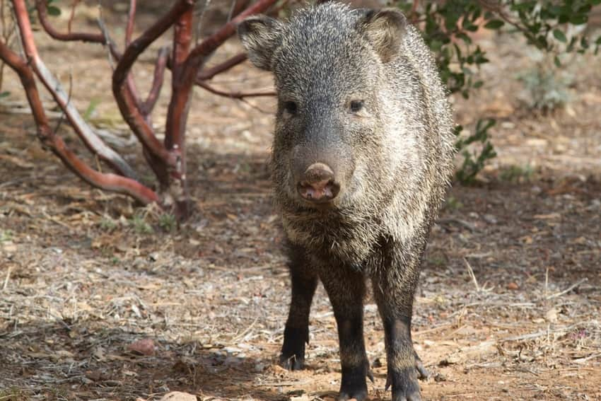 javalina