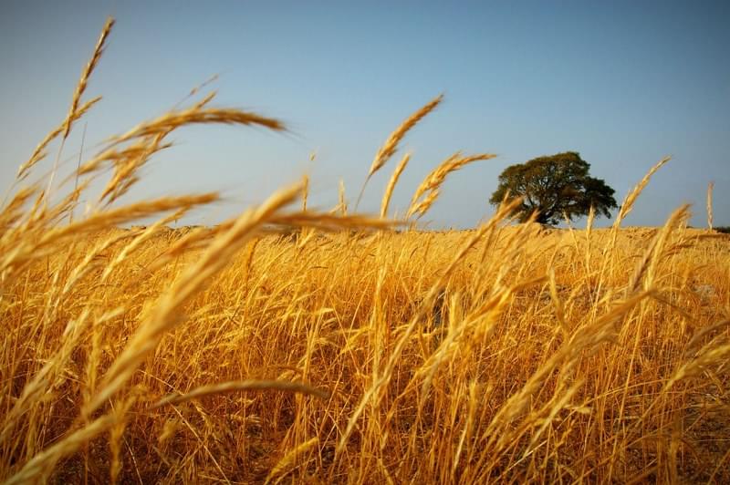 Agricultura