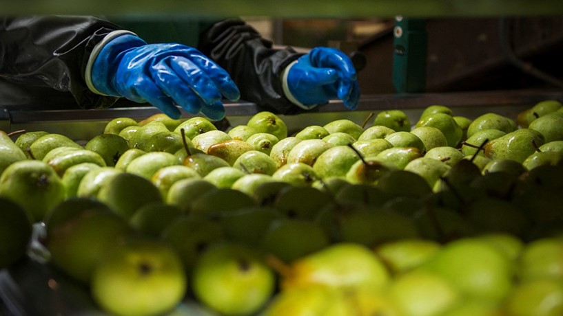 Alimentos