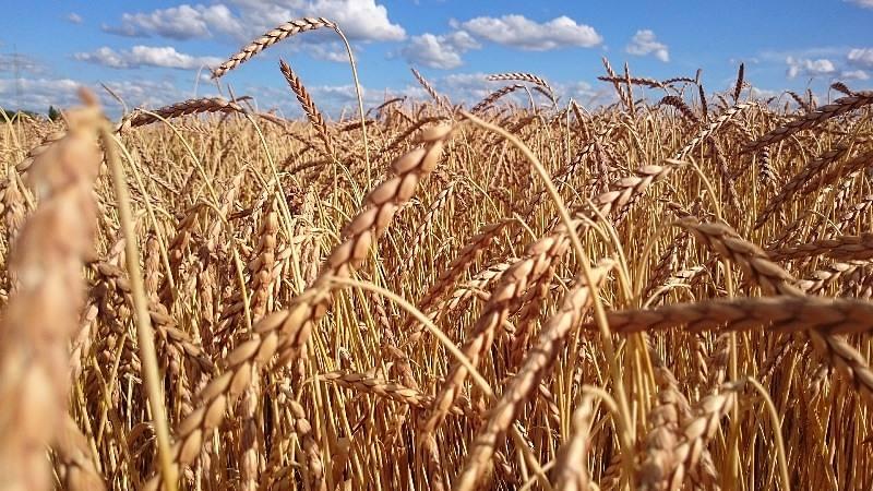 Cereais trigo suspensão Rússia