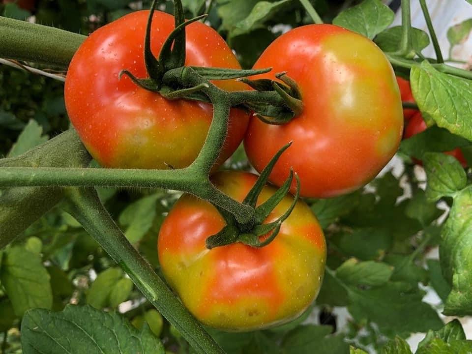 Tomato Brown Rugose Fruit Virus (ToBRFV)