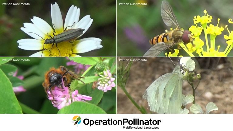 Operation Pollinator