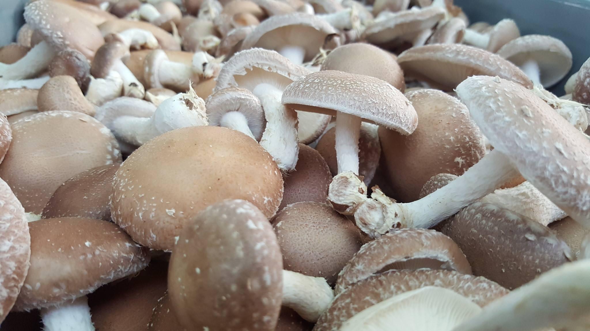 Cogumelos shiitake