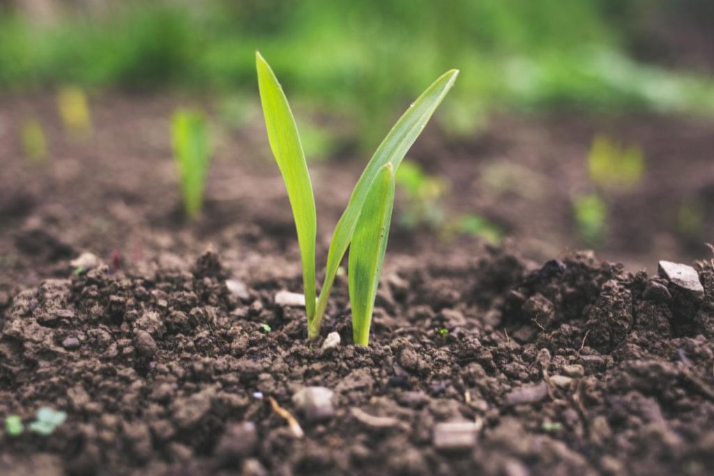 Fertilização biológica