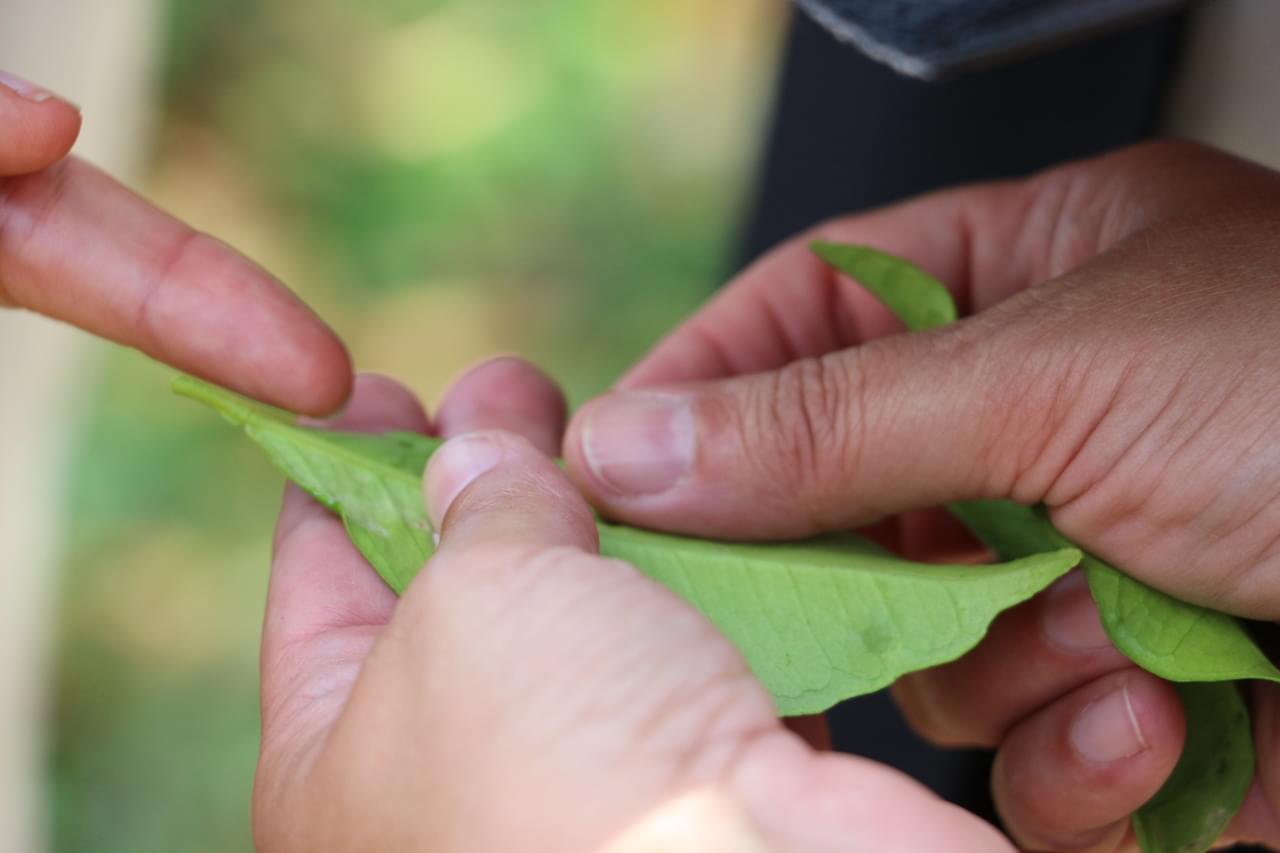 Trioza erytreae