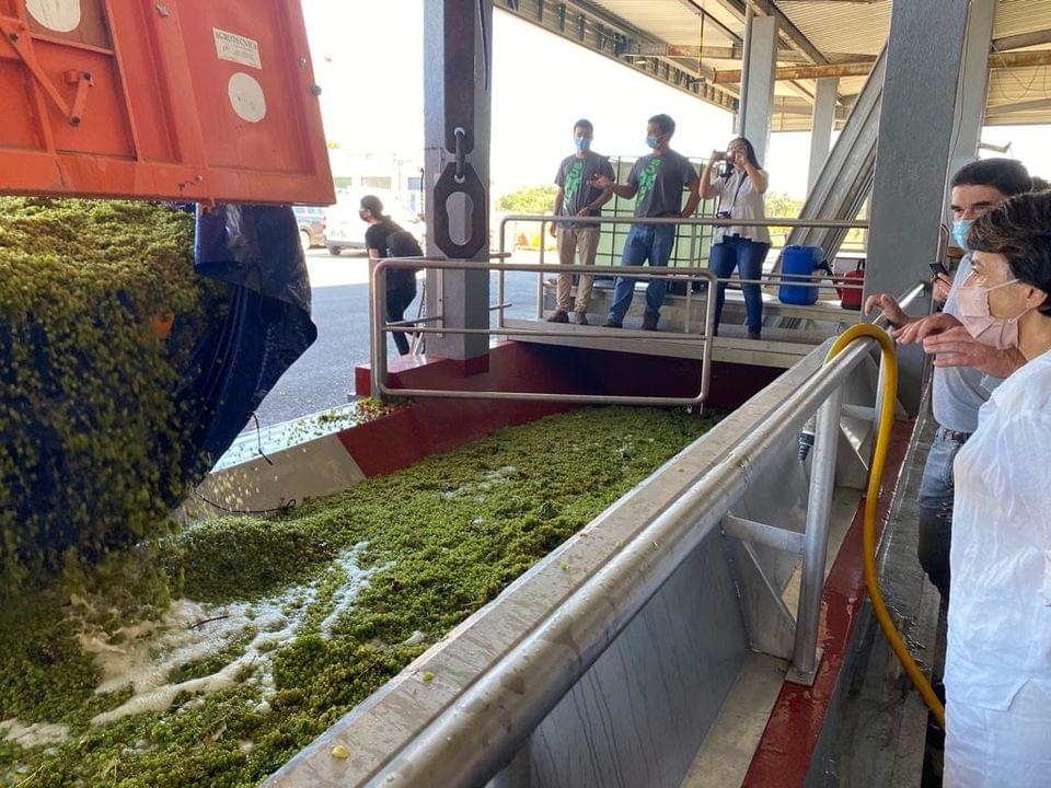 Vindima Tejo