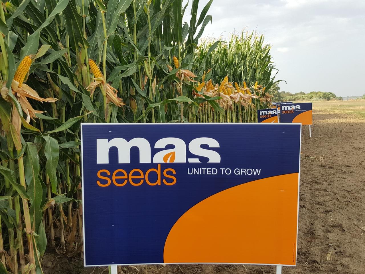 MAS Seeds Agroglobal
