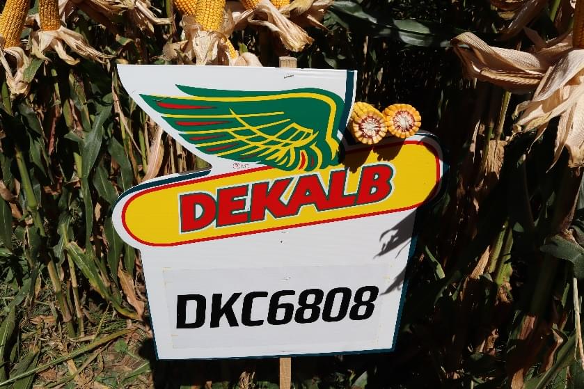 Dekalb 