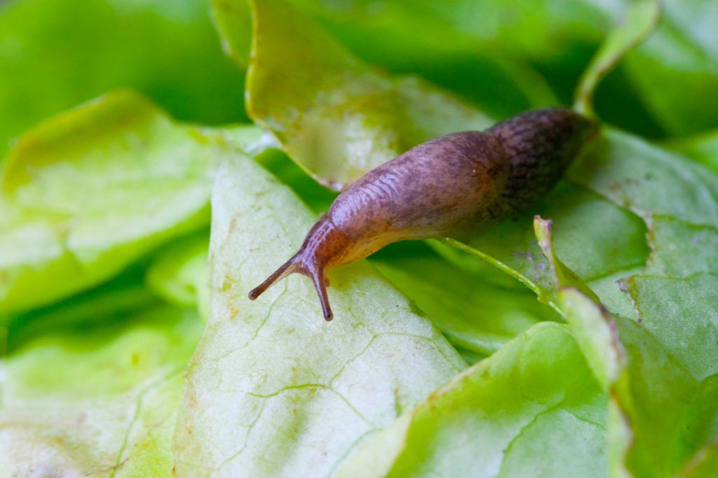 Lesma horticultura fruticultura